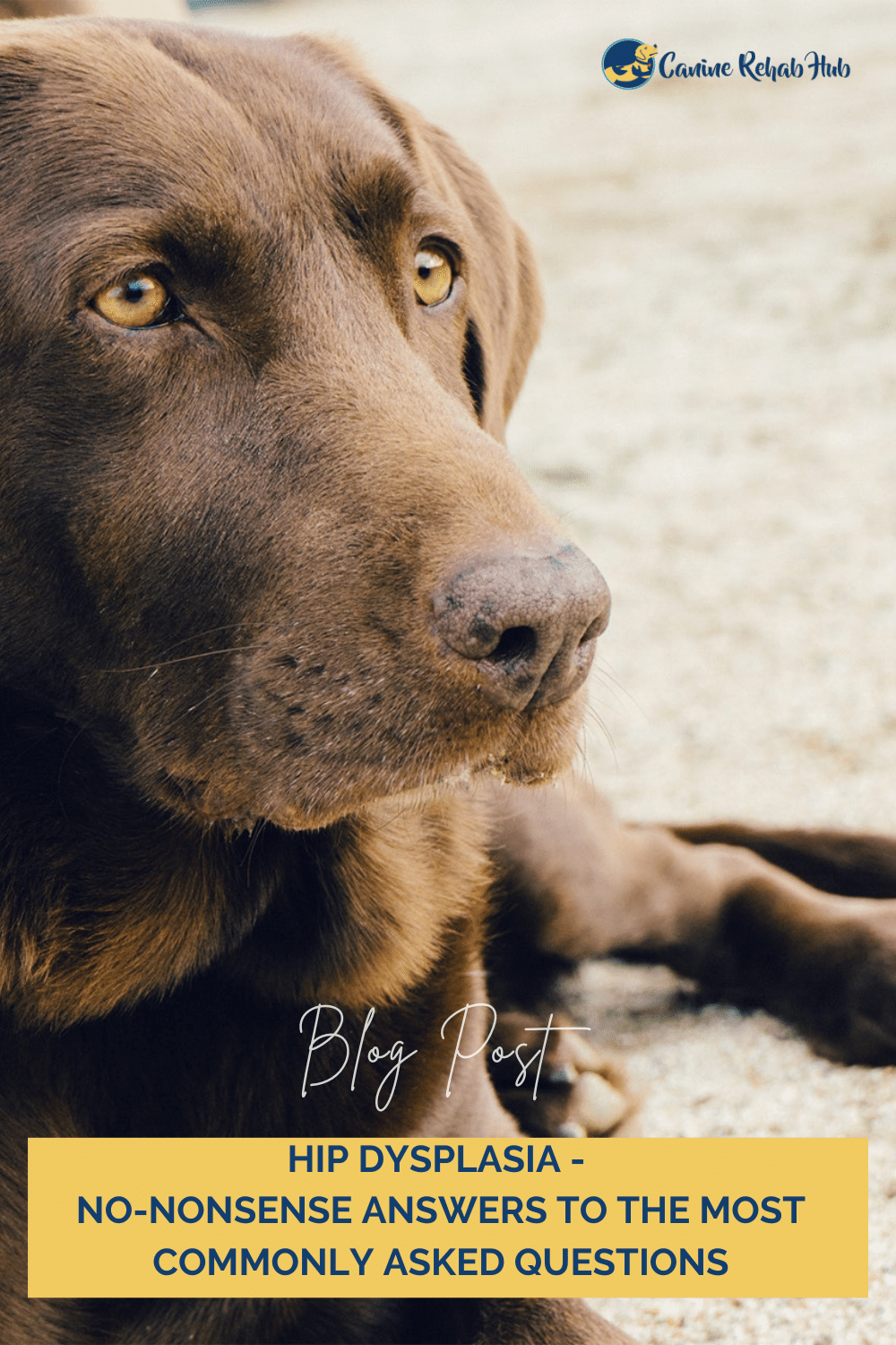 Canine Hip Dysplasia questions