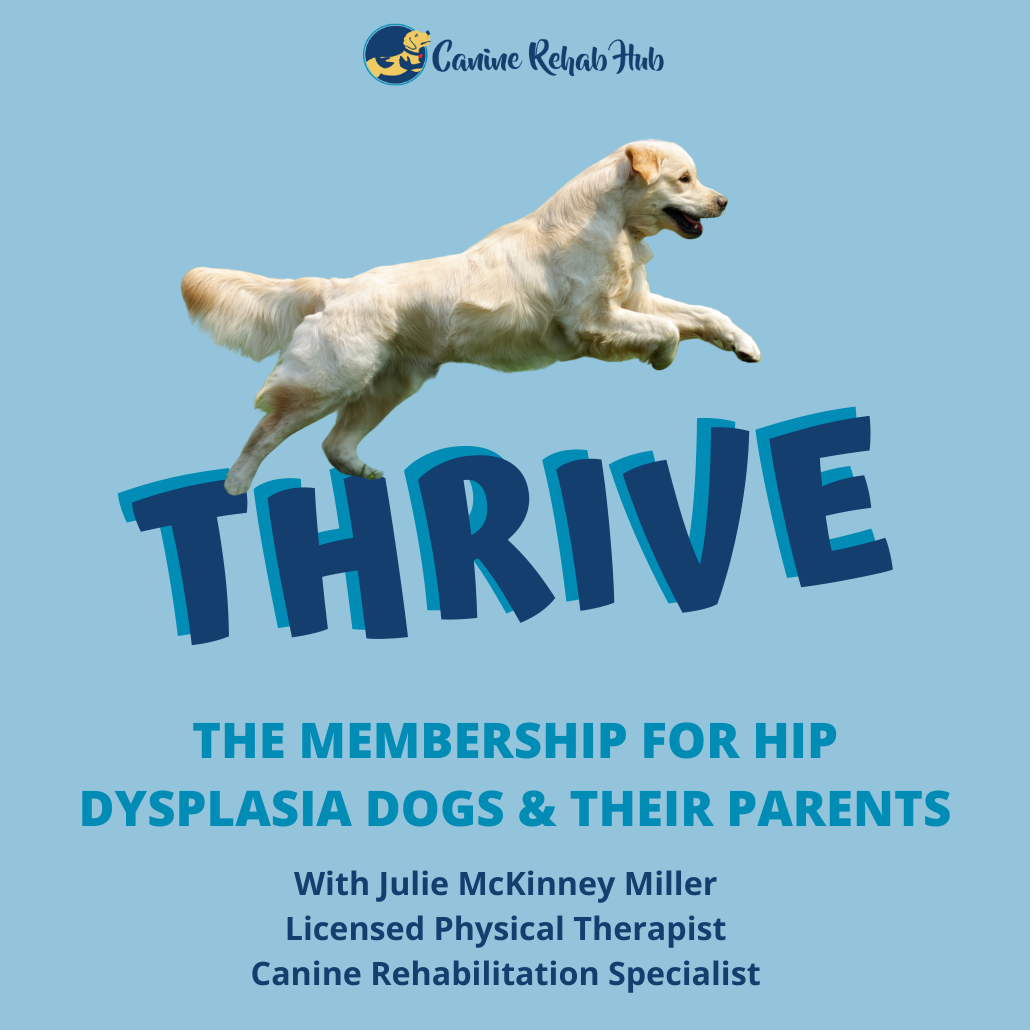 Thrive with hip dysplasia image for website