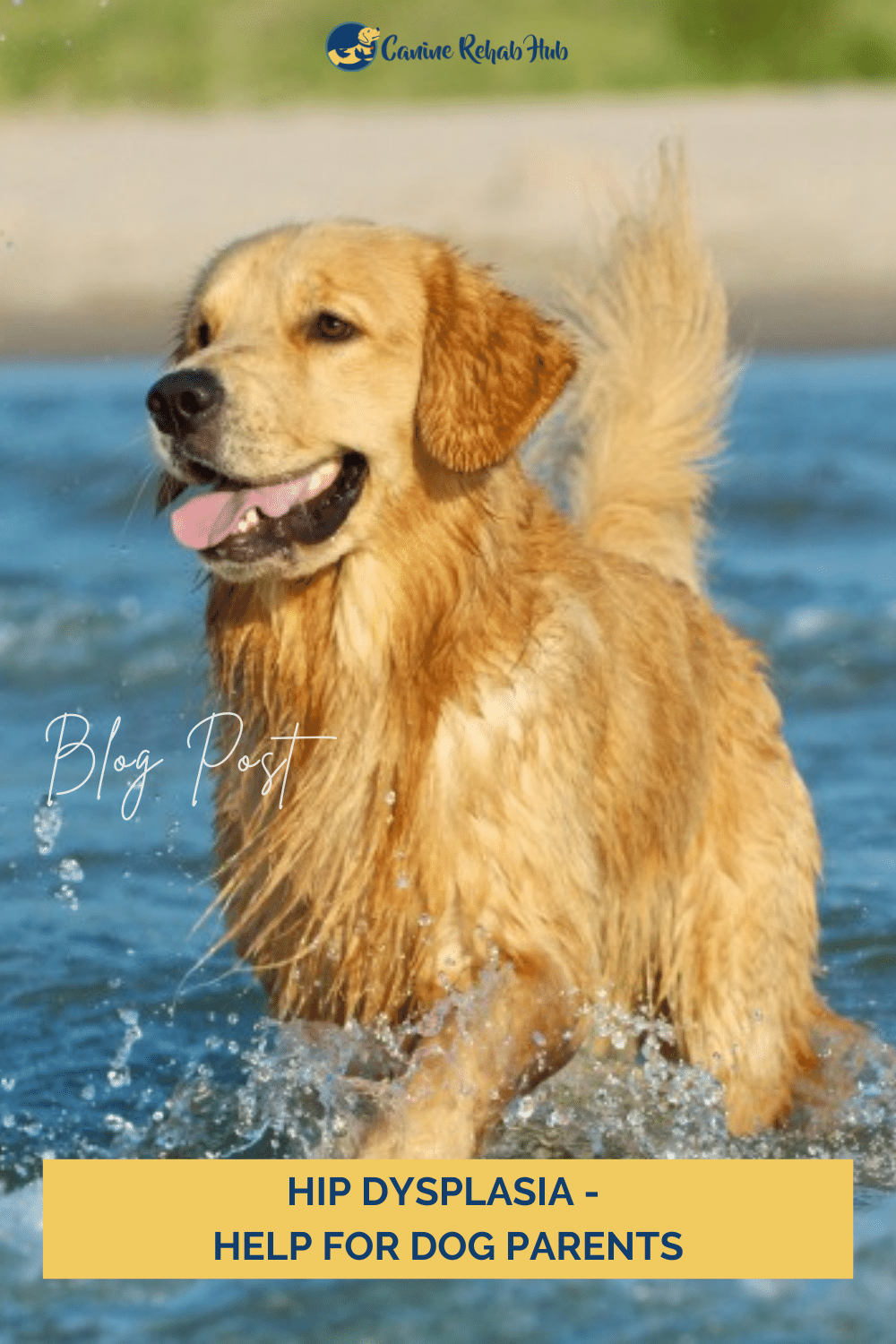 Hip Dysplasia Help for Dog Parents