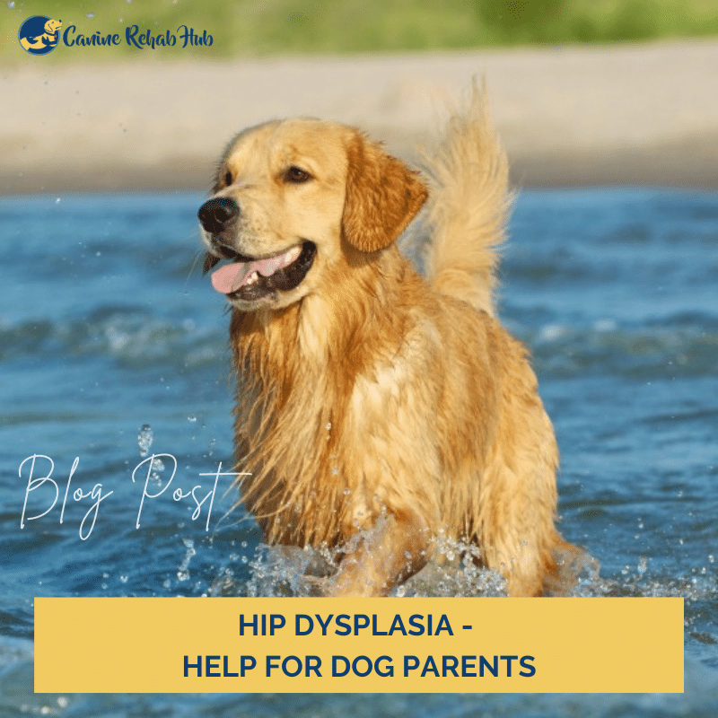 Hip Dysplasia Help For Dog Parents