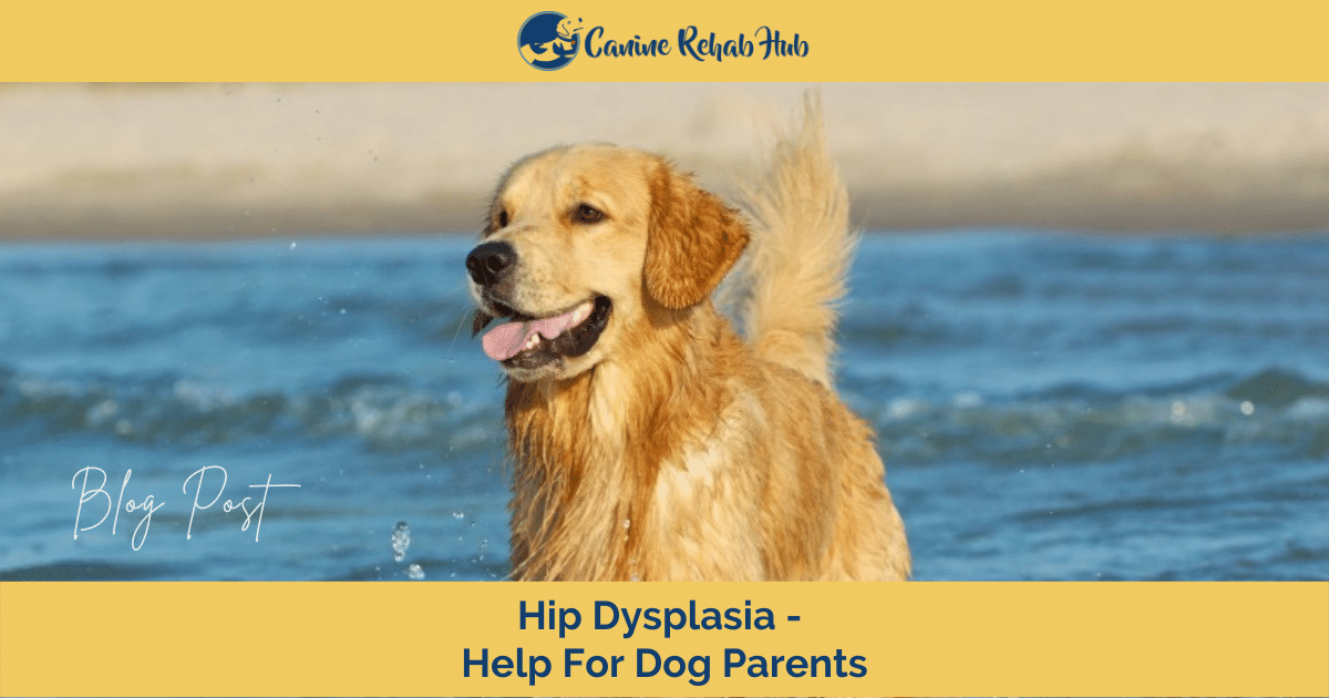 What Is Hip Dysplasia In Golden Retrievers