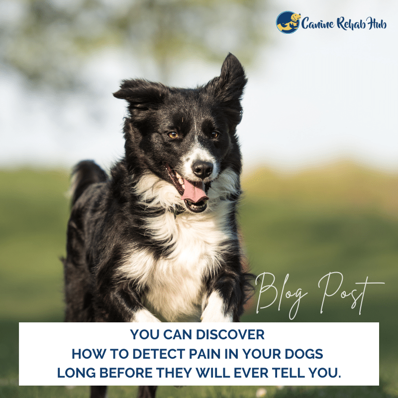 Subtle Signs of Pain in Dogs