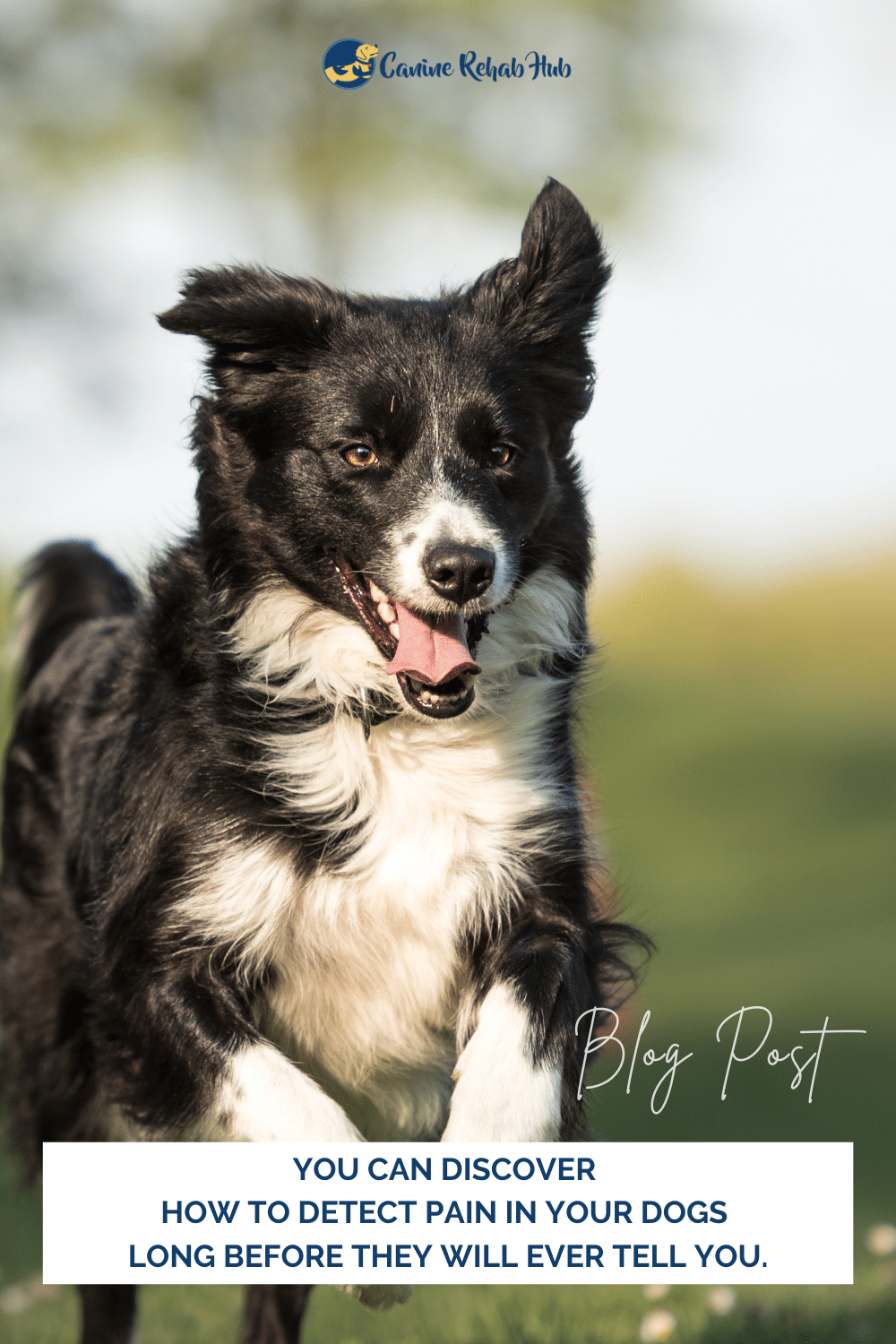 Subtle Signs of Pain in Dogs
