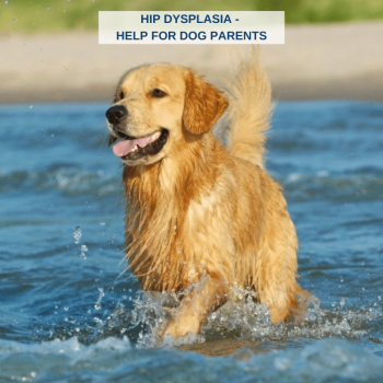 Final 800 x 800 Hip Dysplasia - Help For Dog Parents BLOG Thumbnail