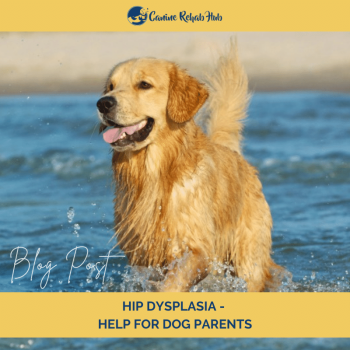 Hip Dysplasia Help For Dog Parents
