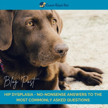 Canine Hip Dysplasia questions