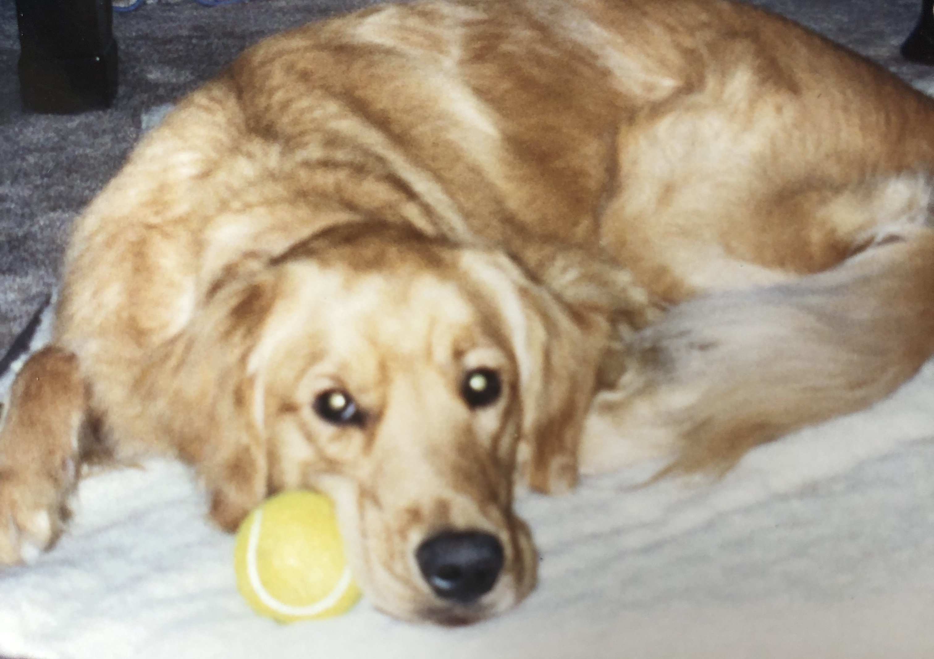 about canine rehab hub animal physical therapist